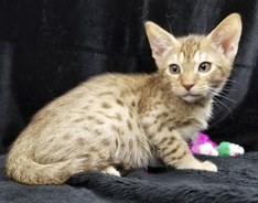 Chocolate Ocicat Kitten Allergy Friendly Cats