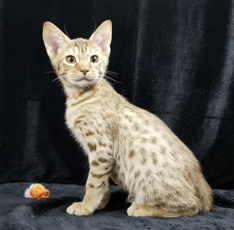 Chocolate Ocicat Kitten Allergy Friendly Cats