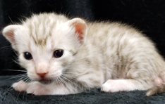 Chocolate Silver Ocicats