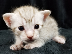 Chocolate Silver Ocicat Kitten