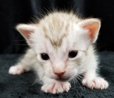 Chocolate Silver Ocicat Kittens For Sale