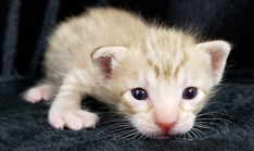 Cinnamon Spotted Ocicat Hypoallergenic Cat