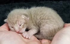 Fawn Spotted Ocicat Kittens for Sale