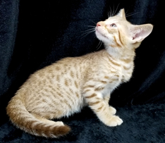 Cinnamon Spotted Ocicat Hypoallergenic Cat