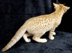 Cinnamon Spotted Ocicat Hypoallergenic Cat