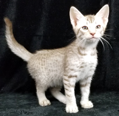 Chocolate Silver Ocicat Kitten