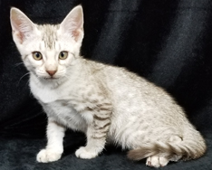 Chocolate Silver Ocicat Kittens For Sale