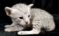 Blue Silver Spotted Ocicat Kitten