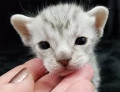 Face of a Blue Silver Spotted Ocicat Kitten
