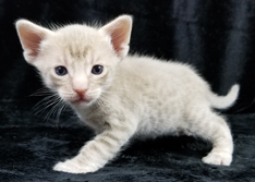 Fawn Spotted Ocicat Kittens for Sale