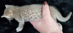 Fawn Spotted Ocicat Kittens for Sale