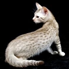 Chocolate Silver Ocicat Kittens For Sale