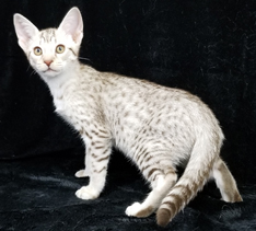 Chocolate Silver Ocicat Kitten