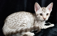 Chocolate Silver Ocicat Kitten