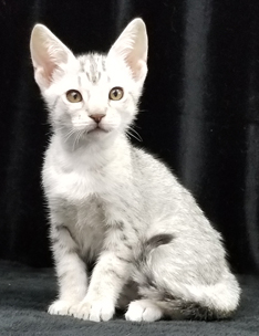 Blue Silver Spotted Ocicat Kitten