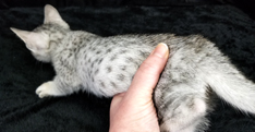 Blue Silver Spotted Ocicat Kitten