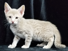 Fawn Spotted Ocicat Kittens for Sale