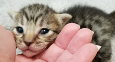 Female Tawny Ocicat Kitten Allergen Free Cats