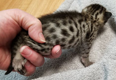 Female Tawny Ocicat Kitten Allergen Free Cats