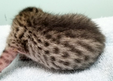 Tawny Ocicat Kitten Hypoallergenic Cats