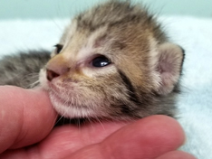 Tawny Ocicat Kitten Hypoallergenic Cats