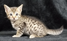 Female Tawny Ocicat Kitten Allergen Free Cats