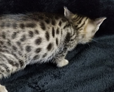 Spots on a Female Tawny Ocicat Kitten Allergen Free Cats