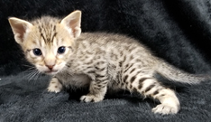 Tawny Ocicat Kitten Hypoallergenic Cats