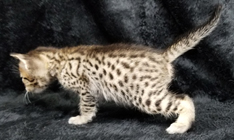 Tawny Ocicat Kitten Hypoallergenic Cats