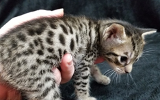 Tawny Ocicat Spotted Kitten Hypoallergenic Cats