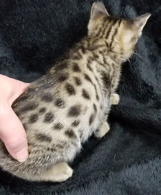Female Tawny Ocicat Kitten Allergen Free Cats