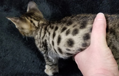 Female Tawny Ocicat Kitten Allergen Free Cats