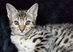 Face of a Female Tawny Ocicat Kitten Allergen Free Cats