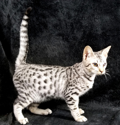 Ebony Silver Ocicat Kitten for Adoption Black Spots on White Coat 