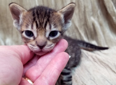 Tawny Ocicat Kitten for Sale
