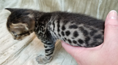 Tawny Ocicat Kitten for Sale