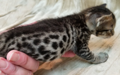Tawny Ocicat Kitten for Sale