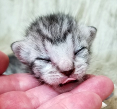 Photo of the face of an Ebony Silver Ocicat kitten