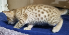 Hot Chocolate Ocicat Kitten for Sale