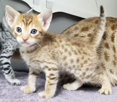 Hot Chocolate Ocicat Kitten for Sale