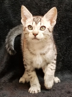 Ebony Silver Ocicat Black Spots on White Coat their coat looks like a snow leopard