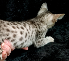 Ebony Silver Ocicat Black Spots on White Coat their coat looks like a snow leopard