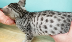 Ebony Silver Ocicat Black Spots on White Coat their coat looks like a snow leopard