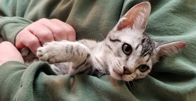 Ebony Silver Ocicat Black Spots on White Coat their coat looks like a snow leopard