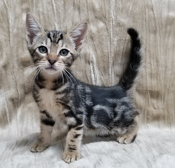 Tawny Classic Pattern Ocicat Kittens For Sale