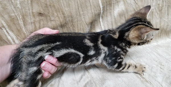 Tawny Classic Pattern Ocicat Kittens For Sale