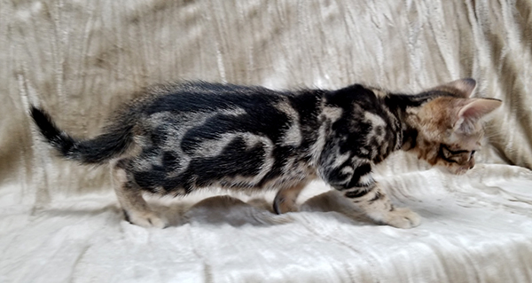 Clasic Pattern Ocicat Kitten Swirls Instead of Spots