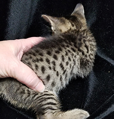 Tawny Ocicat Kitten black spots on tan coat
