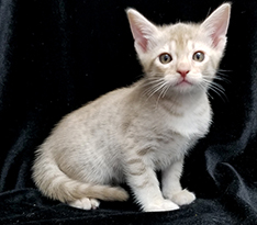 Cinnamon Silver Ocicat Kitten for adoption