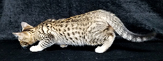 Spotten Tawny Ocicat Kitten